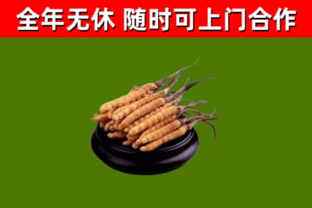 定襄县回收冬虫夏草