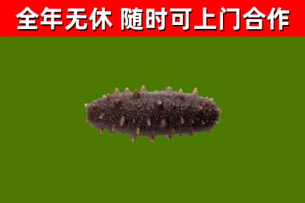 定襄县回收海参干